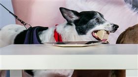 《十二夜2》牽猴子提供