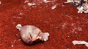 立法院 林楚茵 豬內臟 (林楚茵辦公室提供)