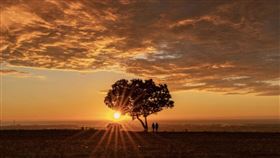 台中金城武樹,九天夕陽之樹（IG使用者提供）