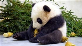 大貓熊館新「特產」「冬筍御飯糰」出沒。（圖／台北市立動物園提供）