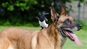 狗鳥。圖／翻攝自Pixabay