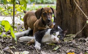 貓 狗 （示意圖／翻攝自pixabay）