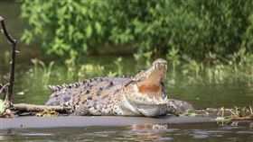 鱷魚(翻攝自 Pixabay)