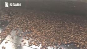 大陸,蜜蜂,報仇,蜂群。（圖／翻攝自看看新聞）