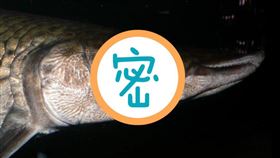 ▲鱷雀鱔（圖／翻攝自維基百科）