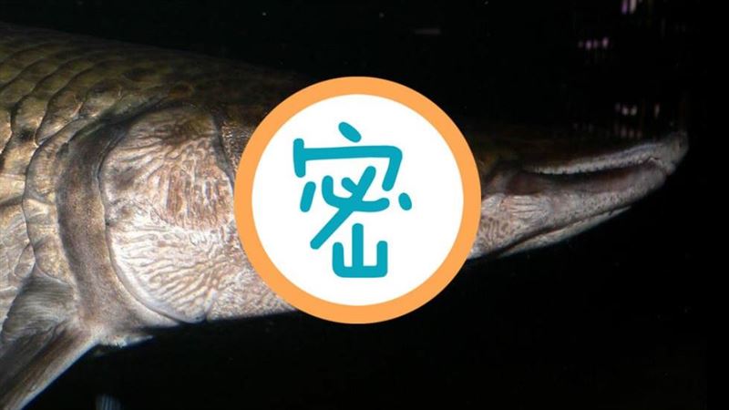 美國找到消滅鯉魚的方法！投放一種魚