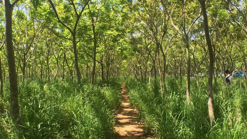 后里秘境／《龍貓隧道》重溫童年入口