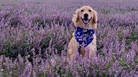 台版普羅旺斯,2020桃園楊梅仙草花節,（圖／IG網友授權提供）