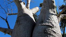 大肚子樹,瓶子樹,adansonia（圖／Pixabay)