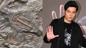 大陸,三葉蟲,范特西,周杰倫,科學家。(組合圖/Pixabay、記者邱榮吉攝影)