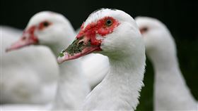 鴨子 圖／Pixabay