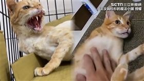 ▲阿金在外流浪時，一隻腳遭車子輾過必須截肢。（圖／汝汝與杉杉的魔法小舖 授權）