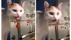 寵物,貓咪,魚,魚缸（圖／翻攝自微博）