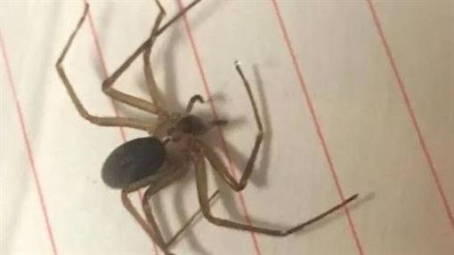 這蜘蛛太毒 女臀部被咬一口竟爛成 火山口 超噁 國際 三立新聞網setn Com