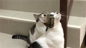 貓,招財貓,泰國,樓梯,私房錢