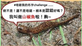 內政部在臉書介紹經常被誤認為「蜥蝪」的「台灣國寶」之一的山椒魚小常識。（圖／翻攝內政部臉書）