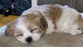 梅莉莎的愛犬內莉在庭院玩時，突然遭人帶走。（圖／翻攝自Instagram/Melissa Baylis）
