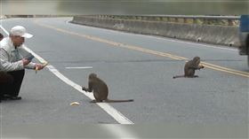 台灣獼,台東,登仙橋（圖／記者王浩原攝影）