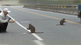 不甩禁令狂餵食！獼猴驚變「胖猴」