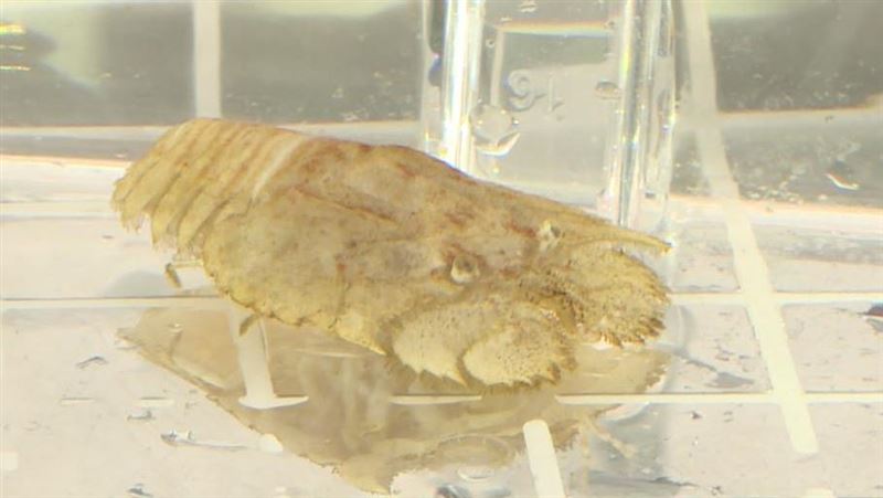 龍蝦吃到飽騙人？民眾控拿這蝦混充
