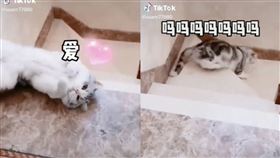 我可愛嗎？喵星人討摸失敗滾下樓　療癒畫面網暴動：融化了
（圖／翻攝自userr77880抖音）