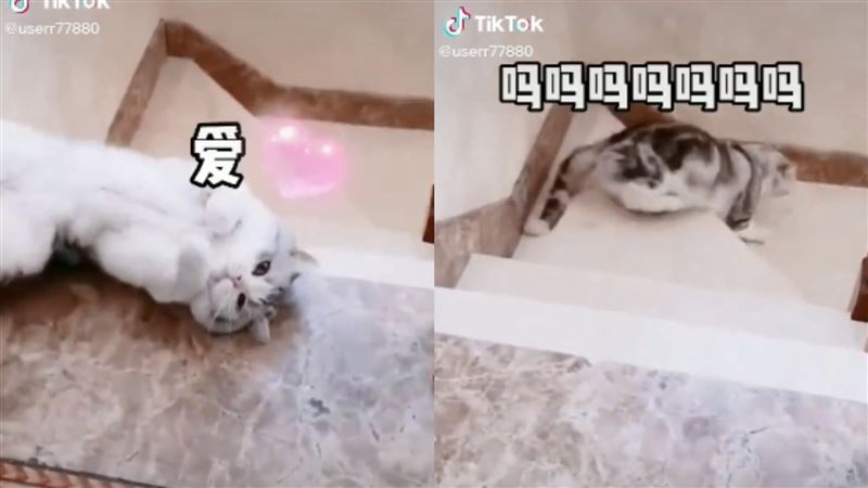 喵星人討摸失敗尬爆　療癒畫面網融化