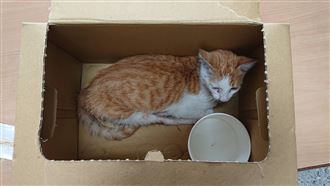 愛貓人車禍橫死　斷腿貓終於等到救援