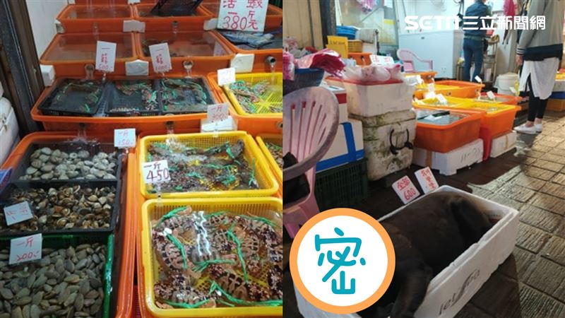市場見新鮮海狗600！男近看嚇傻了