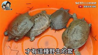 農夫抓鱉藥燉料裡　堪稱農村美容聖品