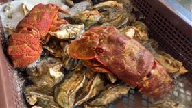 龍蝦。(圖／資料畫面)
