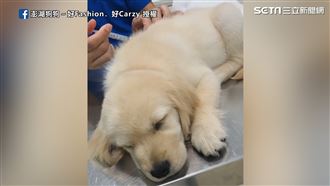 小金打針初體驗　呼呼大睡針扎也無感