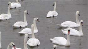 天鵝
https://www.flickr.com/photos/43158397@N02/4279466226/in/photolist-7waods-2kGrx-7R7kdq-apJUq8-bbyyFZ-5WYJMp-6F1pgM-bVRDS5-nxPuRq-bU8S34-4GGd8q-HJz74R-bsAEwt-bvRsYo-nooDsH-cdWbaQ-dDscXH-81bhSr-s6E7W