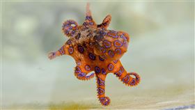 -藍環章魚-（圖／pixabay）