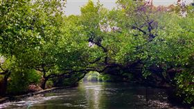 台南四草綠色隧道