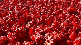 被封為植物界「紅寶石」的洛神花，產地集中在台東縣金峰鄉、花蓮等地，現正是採收的季節。（圖／業者提供）