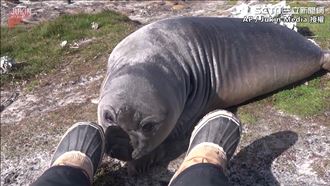 象海豹聞人腳　高速翻滾下坡逃離現場