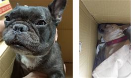 法鬥,眼鏡蛇,死不瞑目,