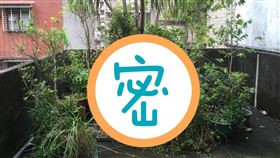 盆栽,天花板,屋頂,巨物(翻攝自 PTT)