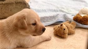 緝毒犬寶寶,海關緝毒犬(圖/翻攝自海關緝毒犬粉專)