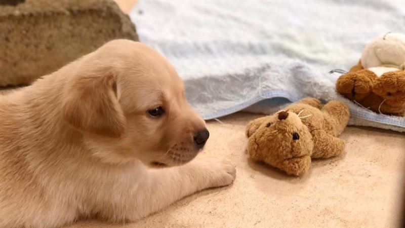 超萌拉拉犬！緝毒犬寶寶誠徵寄養家庭