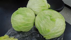 高麗菜（農委會高雄場提供）