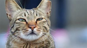 愛貓寄放爸家竟鬧絕食…飼主一看秒懂原因