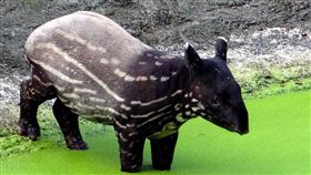 馬來貘 「貘豆」(圖／臺北市立動物園提供)
