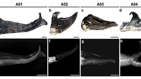根據「科學報告」刊出的新研究，研究人員發現未成年短吻鱷若遭遇斷尾可長出長達23公分，或占總身長18%的新尾巴。（圖取自科學報告網頁nature.com）