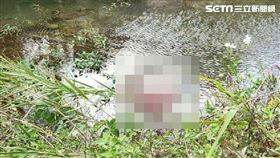 溺斃,捕蝦,溪底,苗栗,翻攝畫面