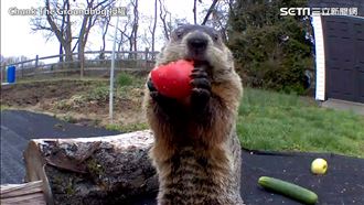 菜園頻遭竊！網友見超萌小偷：原諒牠