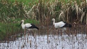 金山區11月11日清水濕地出現3隻韓國來的東方白鸛（圖／新北市動保處提供）