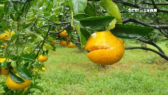 雨襲2個月　宜蘭茂谷柑「開口笑」