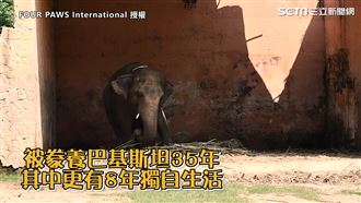 世界最孤獨大象　遭囚35年重獲自由