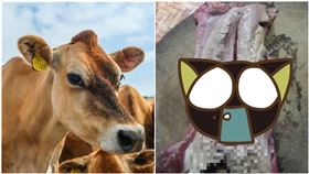 牛肉,食材,牛舌,牛頰肉,針刺,未處理,爆系廚藝訓練學院,恐怖, 圖翻攝自爆系廚藝訓練學院